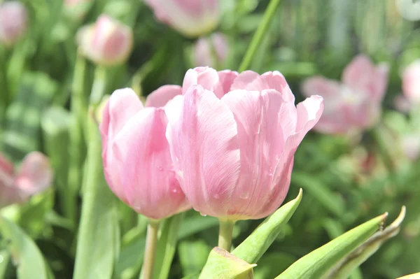 Tulipan różowy kwiat — Zdjęcie stockowe