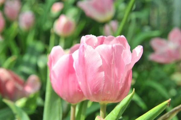 Rosa tulipanblomst – stockfoto