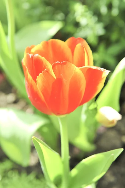 Oransje tulipanblomst – stockfoto