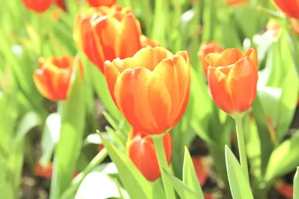 Orange tulip çiçek — Stok fotoğraf