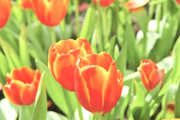 Orange tulip flower — Stock Photo, Image