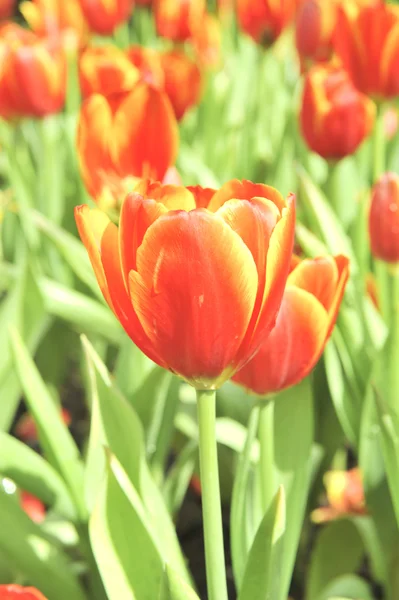Oranje tulip flower — Stockfoto