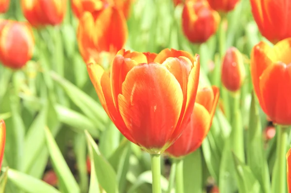 Orange tulip çiçek — Stok fotoğraf