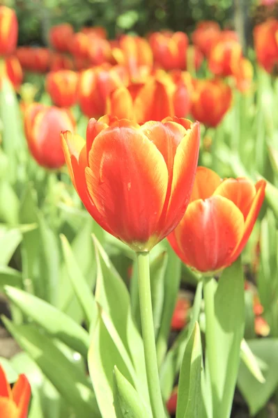 Orange tulip çiçek — Stok fotoğraf