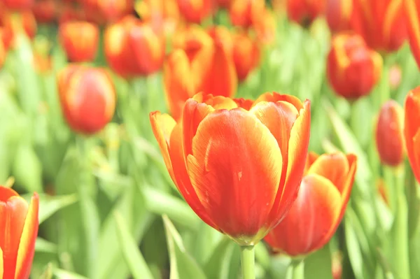 Orange tulip  flower — Stock Photo, Image