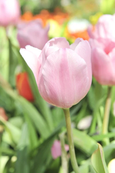 Pembe Lale çiçek — Stok fotoğraf