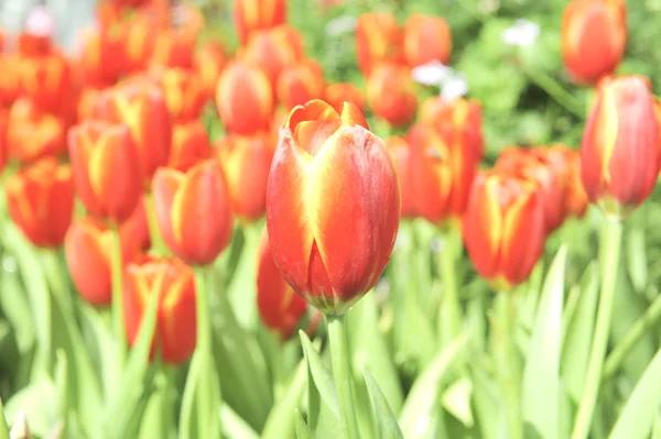 Orange tulip çiçek — Stok fotoğraf