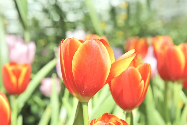 Oranje tulip flower — Stockfoto