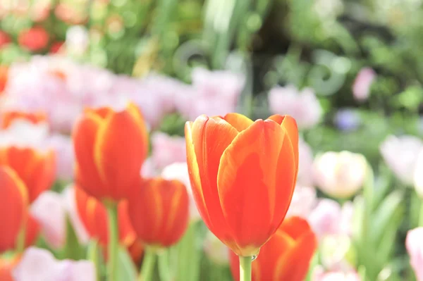 Oranje tulp blossom flower — Stockfoto