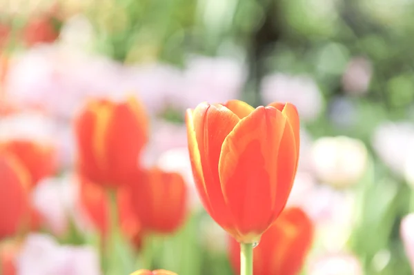 Flor de tulipa laranja — Fotografia de Stock