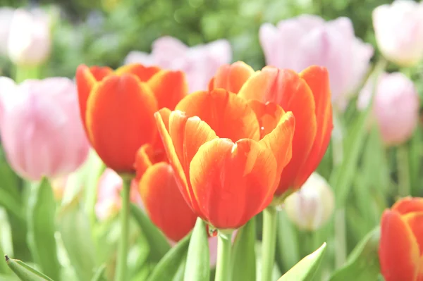Цветок оранжевого тюльпана — стоковое фото