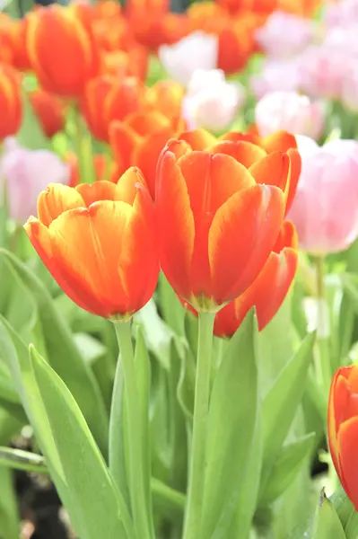 Orange tulip blossom flower — Stock Photo, Image