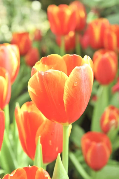 Orange tulip blossom flower — Stock Photo, Image