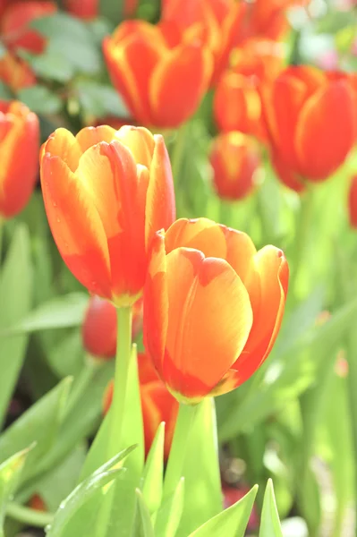 Orange tulip blossom flower — Stock Photo, Image