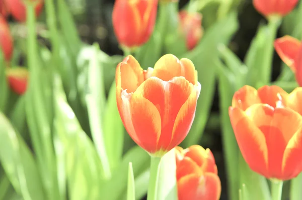 Orange tulip blossom flower — Stock Photo, Image