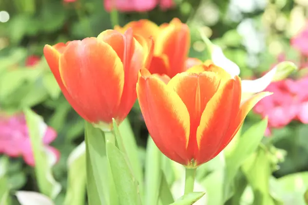 Oransje tulipanblomst – stockfoto
