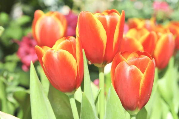 Orange tulip blossom flower — Stock Photo, Image