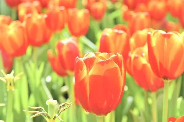 White tulip blossom flower — Stock Photo, Image