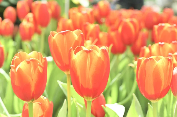 White tulip blossom flower — Stock Photo, Image