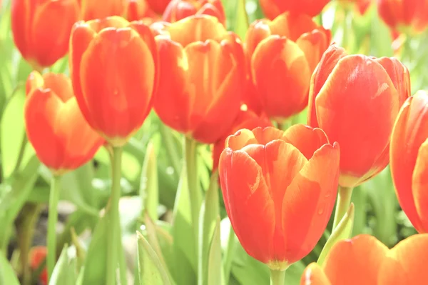 Flor de tulipa branca — Fotografia de Stock