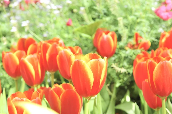 白いチューリップ桜の花 — ストック写真