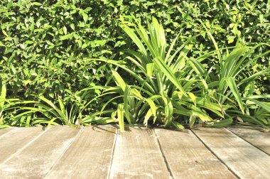 ahşap arka plan ağaç