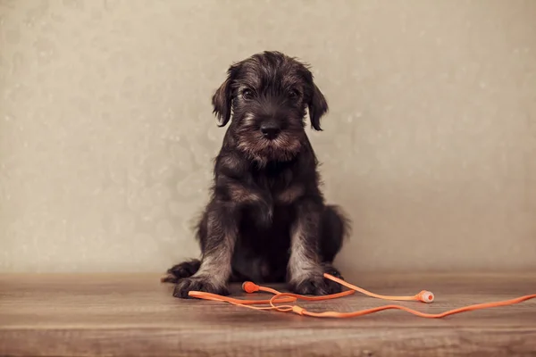 Ein Kleiner Welpe Der Rasse Schnauzer Sitzt Auf Einem Tisch — Stockfoto