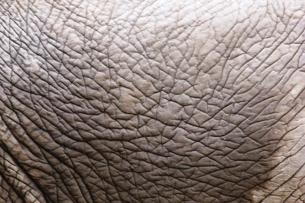 Elefantenkopf Nahaufnahme — Stockfoto