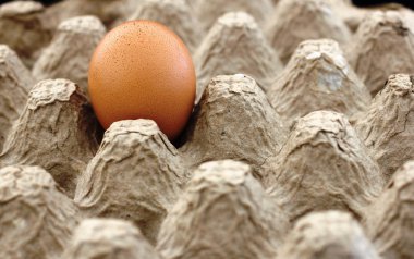 Tek kahverengi yumurta ile tepsi