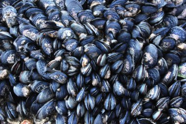 Siyah midye arka plan yaşamak