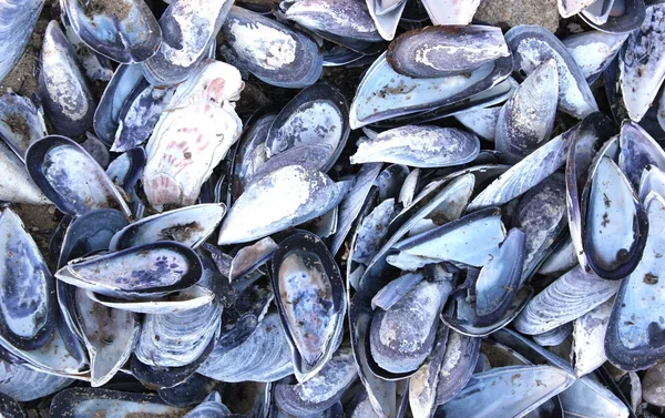 Svart mussel skal bakgrund — Stockfoto