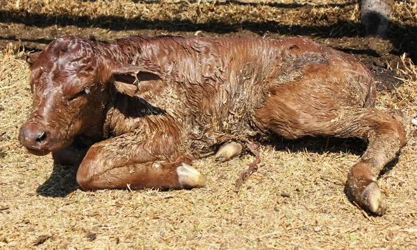  Yeni doğan buzağı