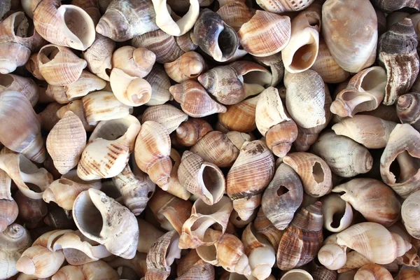 貝の密集した写真 — ストック写真