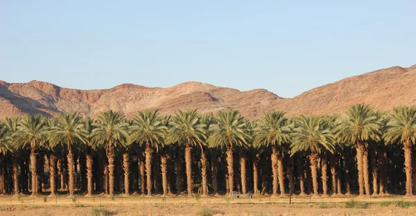 Datazione piantagione di palme Foto Stock