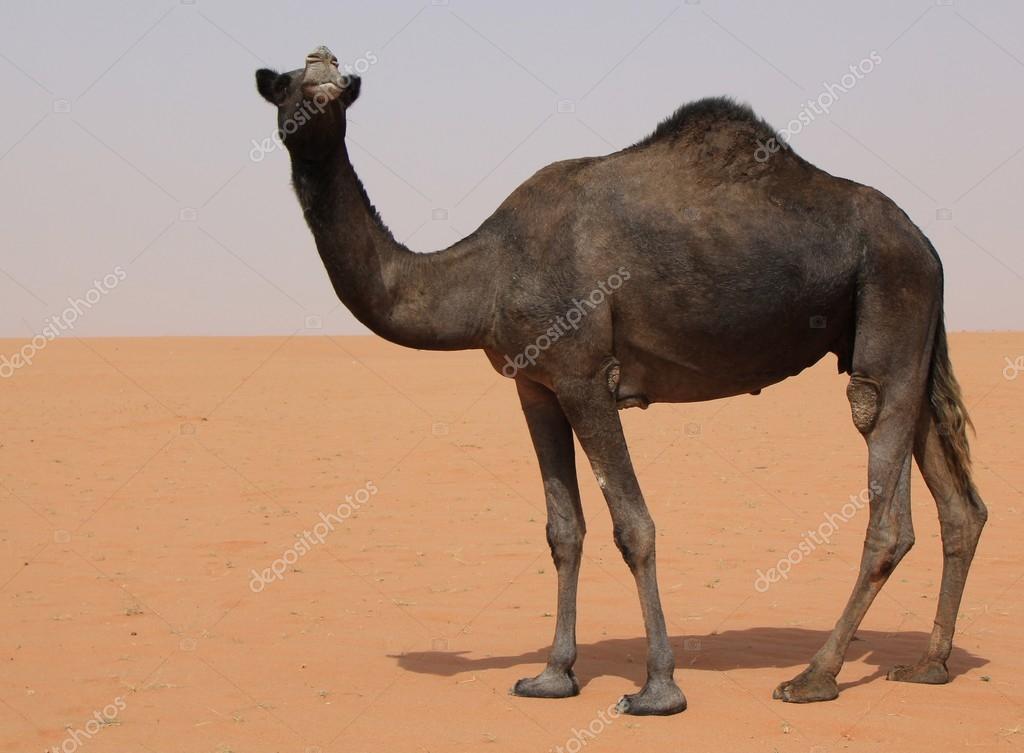 black saudi camel