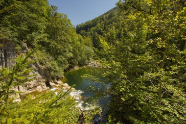 Gorge de l 'Areuse vadisinde orman