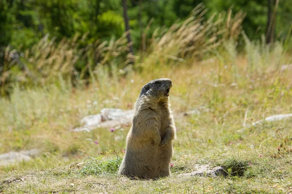 Marmota Alpina Olhando Redor Sendo Atencioso — Fotografia de Stock