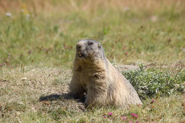Gros Plan Une Marmotte Côté Ist Lair — Photo