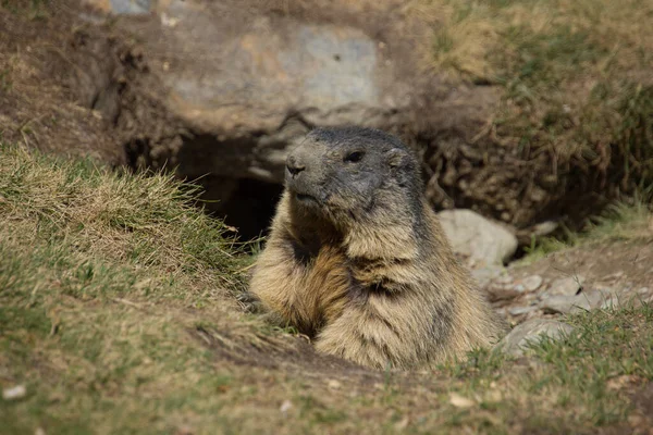 Marmotte Alpine Sortant Son Antre — Photo