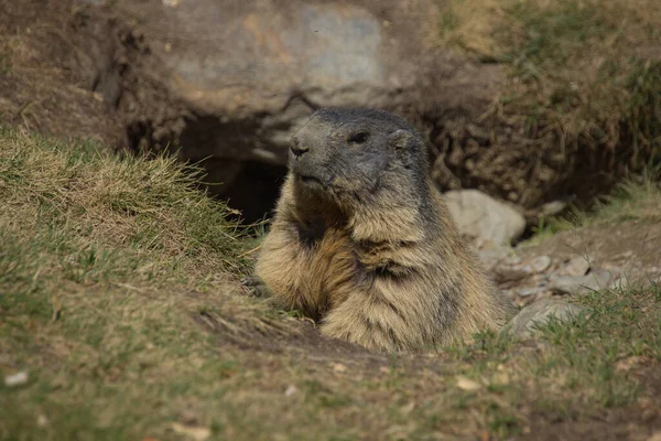 Marmotte Alpine Propos Sortir Son Repaire — Photo