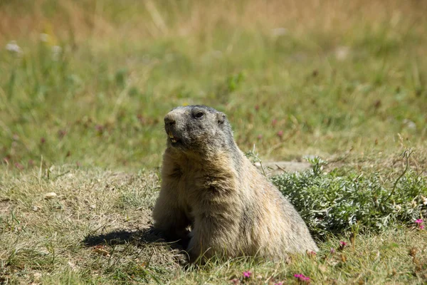 Gros Plan Une Marmotte Alpine Sur Une Prairie — Photo
