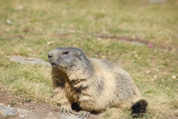 Marmota Alpina Dia Sol Suíça — Fotografia de Stock