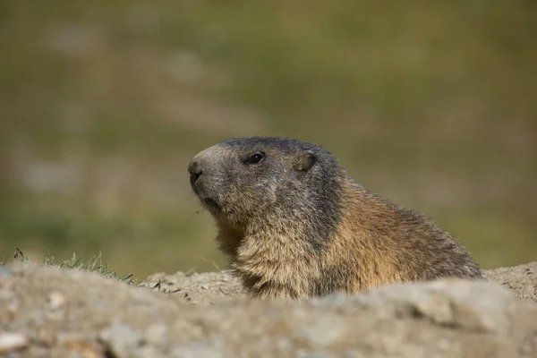 Marmotte Alpine Dans Les Montagnes Suisses Par Une Journée Ensoleillée — Photo