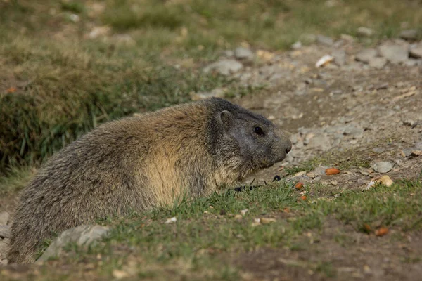 Marmotte Alpine Promenant Devant Son Repaire — Photo