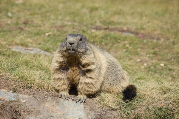 Atenciosa Marmota Alpina Lado Seu Covil — Fotografia de Stock