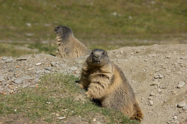 Marmota Alpina Verano Frente Guarida — Foto de Stock