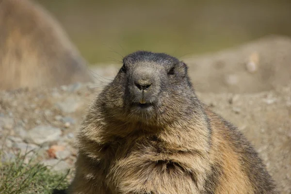 Marmot Έτοιμο Για Χειμώνα Κάθεται Στο Έδαφος — Φωτογραφία Αρχείου