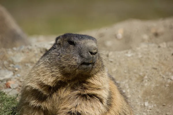 Άλπεων Marmot Πριν Από Την Απόκρυψη Στη Φωλιά — Φωτογραφία Αρχείου