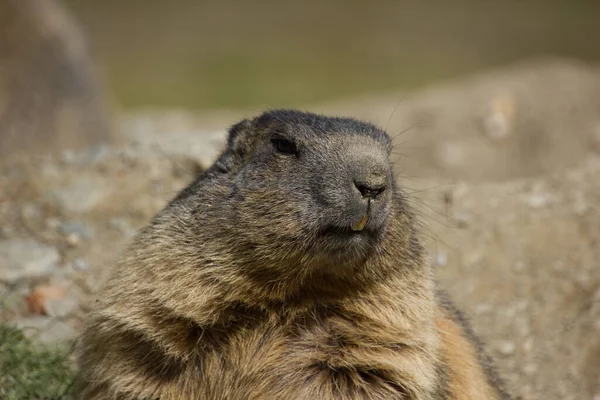 Άλπεων Marmot Έτοιμος Κρυφτεί Στη Φωλιά Πέσει Χειμερία Νάρκη — Φωτογραφία Αρχείου