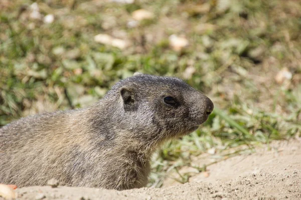 Klauw Omhoog Van Een Baby Marmot Zwitserse Bergen — Stockfoto